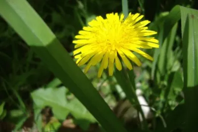 Diente de leÃ³n jigsaw puzzle