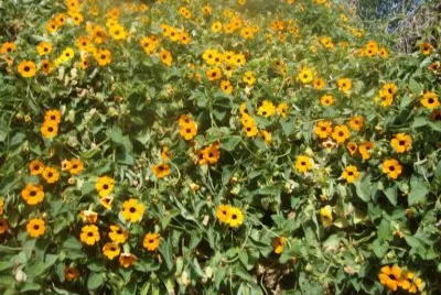 Ojo de gallo jigsaw puzzle