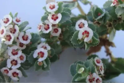 Flor playera jigsaw puzzle