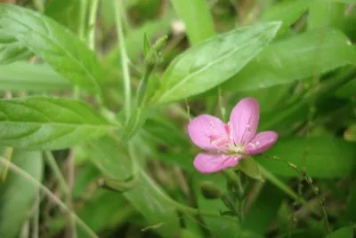 Princesa jigsaw puzzle