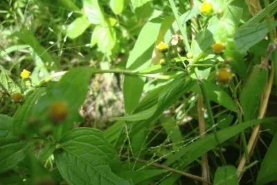 Rayos de sol jigsaw puzzle