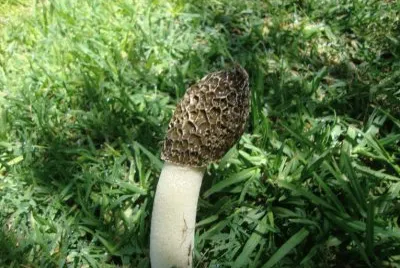 Tiempo de lluvias jigsaw puzzle