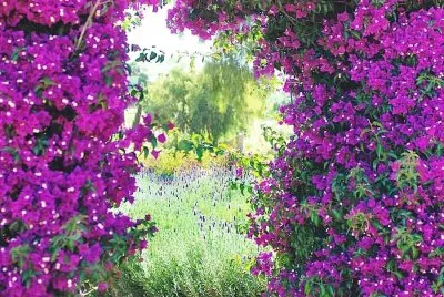 flores jigsaw puzzle