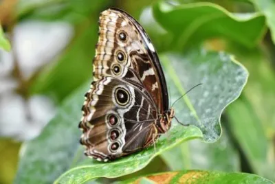 Imagem jigsaw puzzle