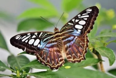 Imagem jigsaw puzzle