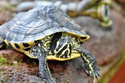 Imagem jigsaw puzzle