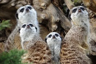 Imagem jigsaw puzzle