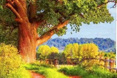 Bosque jigsaw puzzle