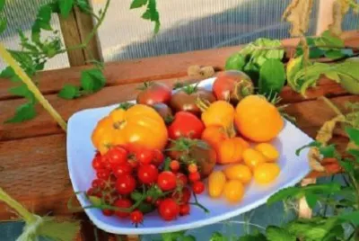 Imagem jigsaw puzzle