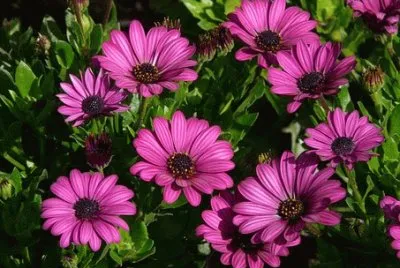 Imagem jigsaw puzzle