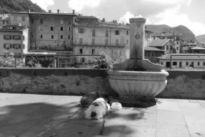 Lungofiume con cani jigsaw puzzle