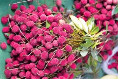 natural jigsaw puzzle