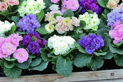 flores jigsaw puzzle