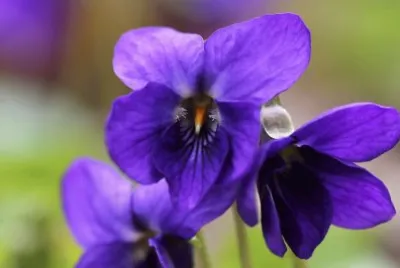Violettes jigsaw puzzle