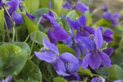 Violettes jigsaw puzzle
