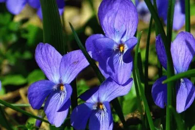 Violettes jigsaw puzzle