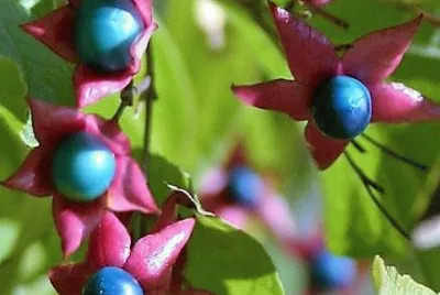 flores jigsaw puzzle