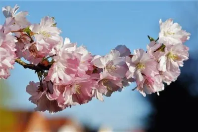 flores jigsaw puzzle