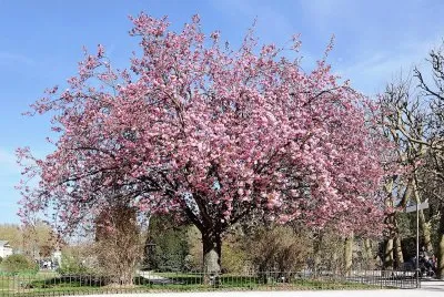flores jigsaw puzzle