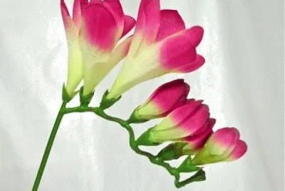 Foto jigsaw puzzle