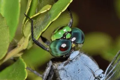 Imagem jigsaw puzzle