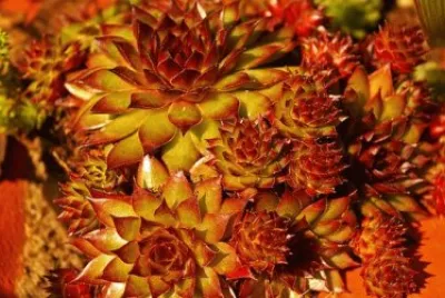 Imagem jigsaw puzzle