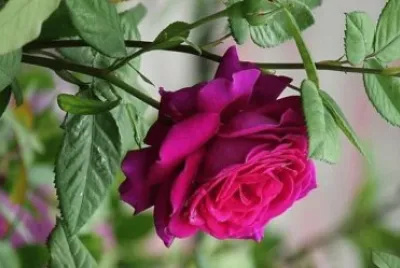 flores jigsaw puzzle