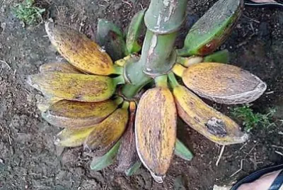 frutas