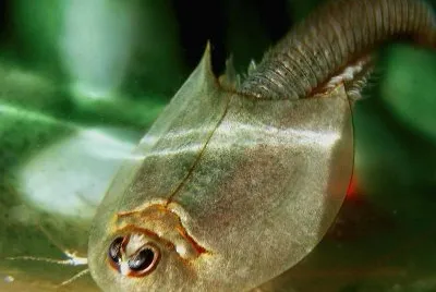 Triops