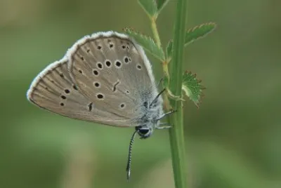 Maculinea teleius