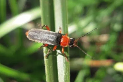 פאזל של Cantharis pellucida