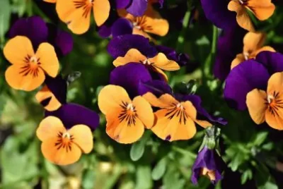 Imagem jigsaw puzzle