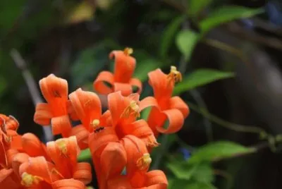 Imagem jigsaw puzzle