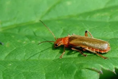 פאזל של Cantharis pallida