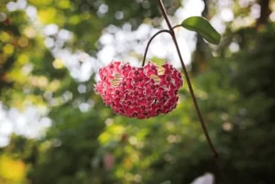 flores jigsaw puzzle
