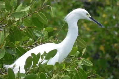 Imagem jigsaw puzzle