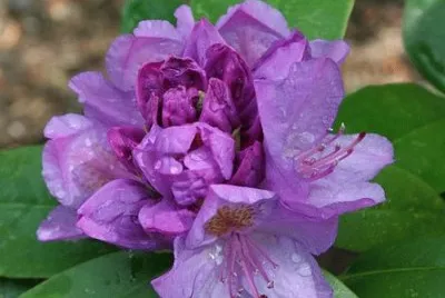 Imagem jigsaw puzzle