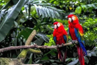 Imagem jigsaw puzzle