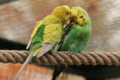 Imagem jigsaw puzzle