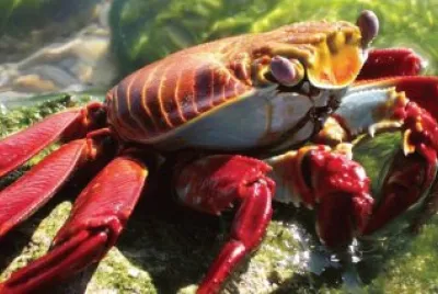 Imagem jigsaw puzzle