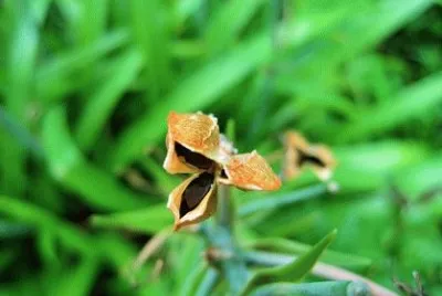 Imagem jigsaw puzzle