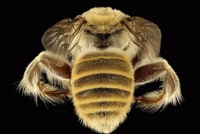 Imagem jigsaw puzzle