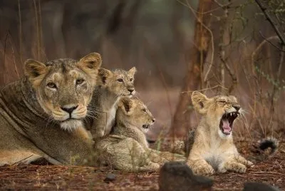 Asiatic Lioness with Cubs