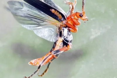 Cantharis livida