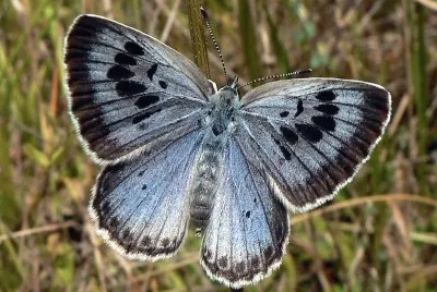 Maculinea aron