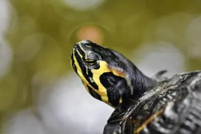 פאזל של Imagem