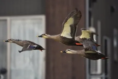 פאזל של Imagem