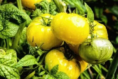 פאזל של Imagem