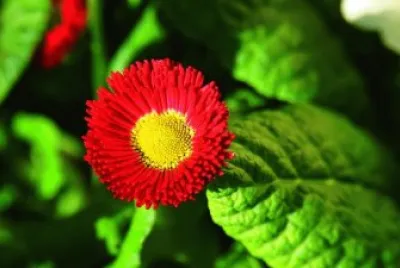 פאזל של Imagem