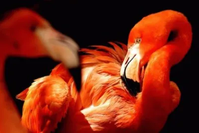 פאזל של Imagem